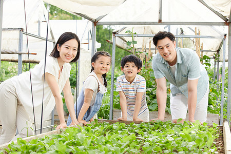 家庭菜园一家四口在菜园采摘蔬菜背景