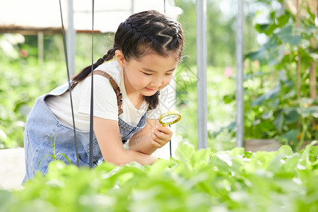 小女孩拿放大镜观察蔬菜图片