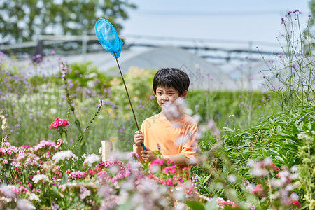 小男孩花园里捉蝴蝶背景图片