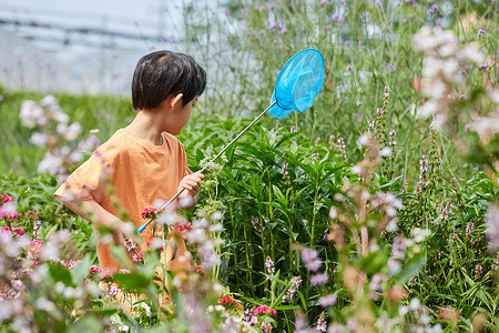 小男孩花园里捉蝴蝶背景图片
