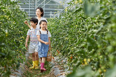 西红柿农场一家人菜园采摘蔬菜背景