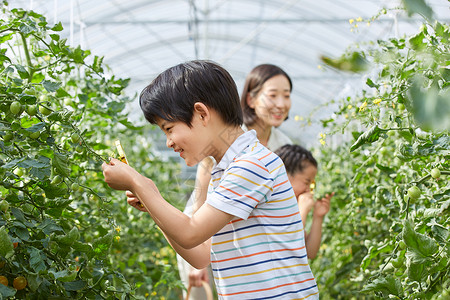 小男孩用放大镜观察蔬菜图片