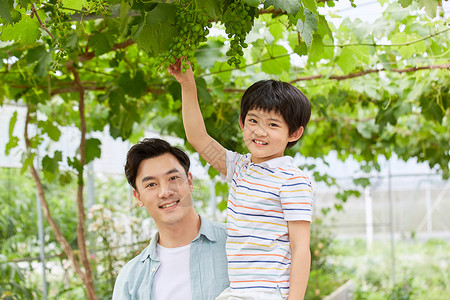 父亲节创意插图年轻爸爸抱着男孩摘葡萄背景