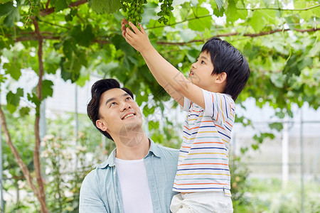父爱如山创意年轻爸爸抱着男孩摘葡萄背景