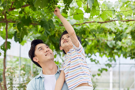 年轻爸爸抱着男孩摘葡萄高清图片