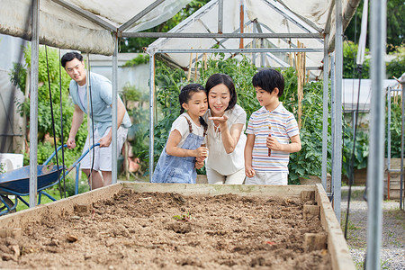 一家四口在菜园研究种子高清图片