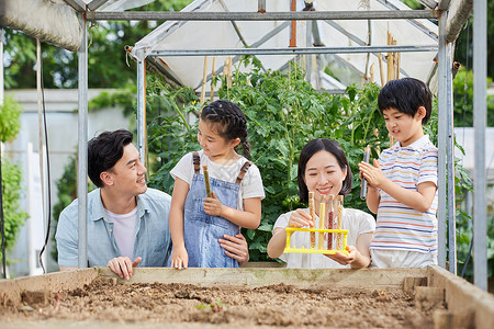 一家四口在菜园研究种子高清图片