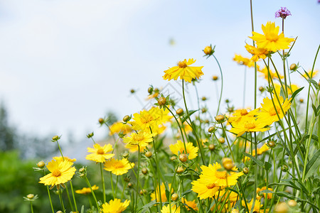 紫色野菊花夏天的小野花背景