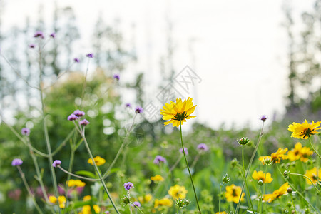 野菊花拍夏天的小野花背景