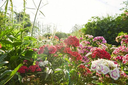 石竹花花朵石竹属高清图片