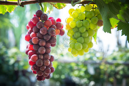 植物水果卸袋的葡萄背景