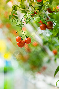 环保生产素材现代农业大棚西红柿背景