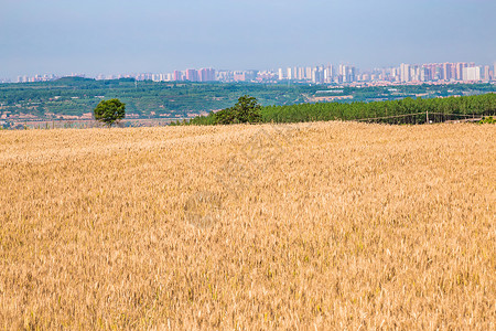 麦田与城市背景图片