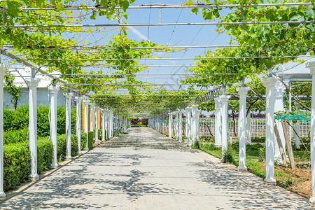 葡萄架葡萄园生产高清图片