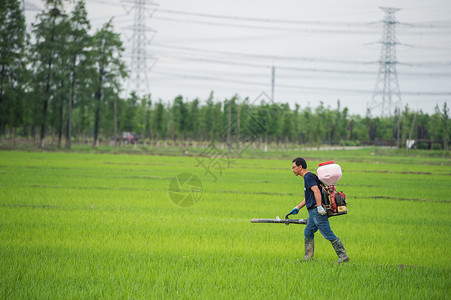 水稻田喷洒农药的农民背景