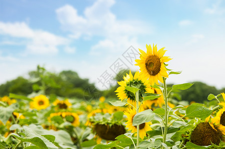 向日葵花海太阳花园高清图片