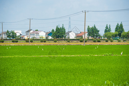 乡间水稻田图片