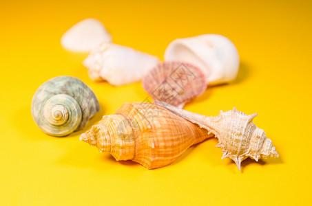 五彩贝壳海螺图片