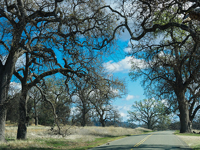 美国西部自驾沿途风光奇树异木高清图片