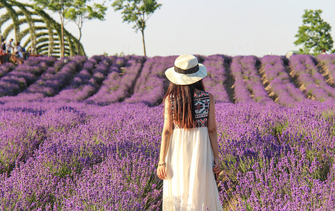 六月风景薰衣草花海女孩背影背景