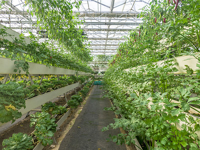 无土栽培蔬菜无土种植有机蔬菜芹菜背景