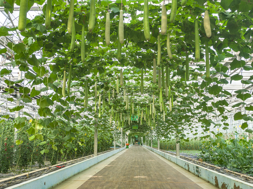 大棚农业种植基地蔬菜走廊图片