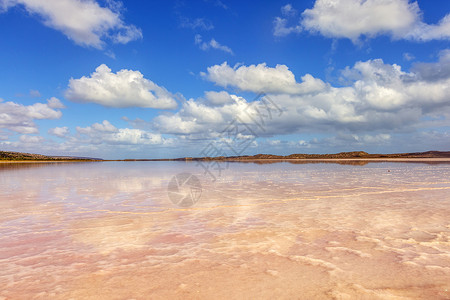 彩色树枝澳大利亚珀斯粉红湖美丽风光背景