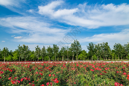 簇拥红色月季花月季花园背景