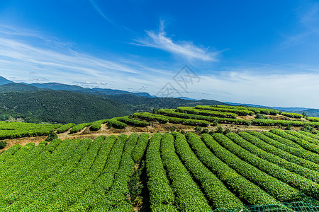 福州网红长龙茶山背景