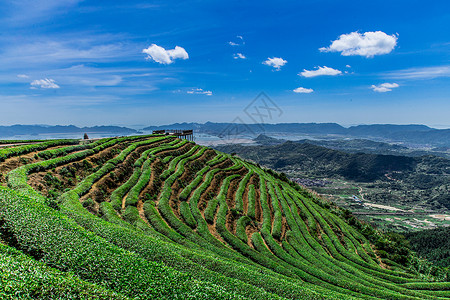 长龙山福州网红长龙茶山背景