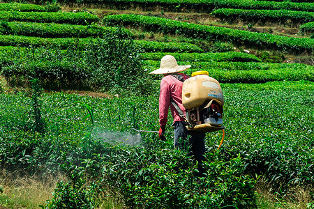 长龙茶山园丁打农药背景