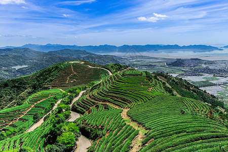 福建长龙茶山背景