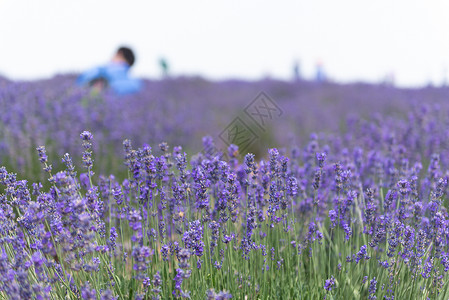 夏季的薰衣草花海高清图片