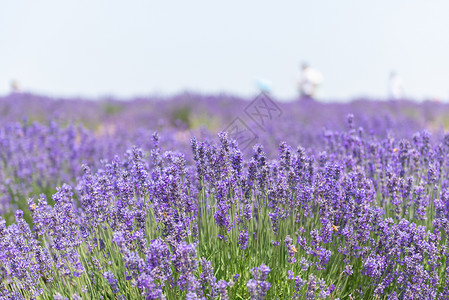 夏季的薰衣草花海宋香园高清图片素材