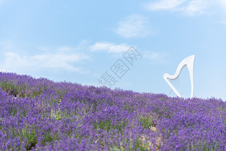 紫色的口琴夏季的薰衣草花海背景