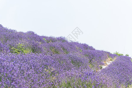 夏季的薰衣草花海赏花高清图片素材