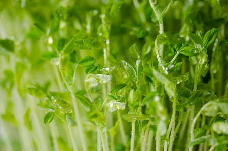 豌豆苗发芽植物芽苗盘高清图片