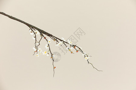 梅花树枝素材图片