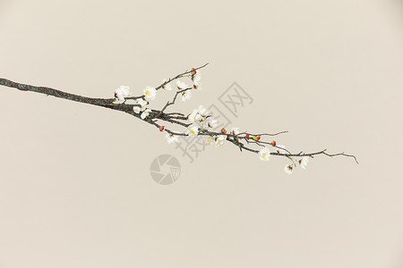 梅花树枝素材背景图片