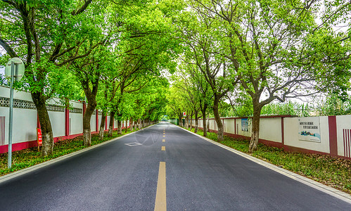 绿荫道路上海林荫大道背景