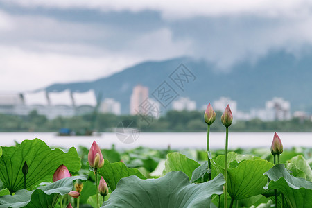 一片荷叶夏天南京玄武湖的荷花与紫金山的云海背景