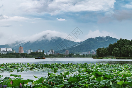 荷花与少女夏天南京玄武湖的荷花与紫金山的云海背景