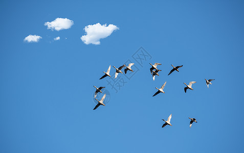 大雁齐飞飞翔的野鸭子图片背景
