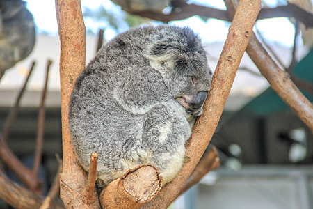 请保护地球澳大利亚树上睡觉的考拉背景