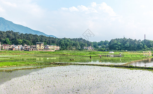 农民土地水稻农忙插秧背景