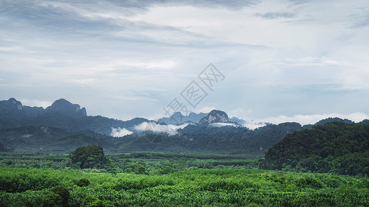 叻差他尼泰国素叻他尼森林国家公园自然景观背景