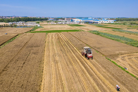 夏季麦收风光图片