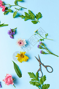 色彩静物花朵背景图片