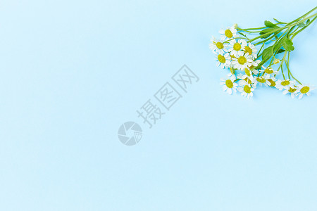 色彩静物小雏菊背景图片