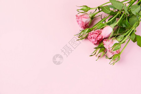 色彩鲜花静物玫瑰花背景图片